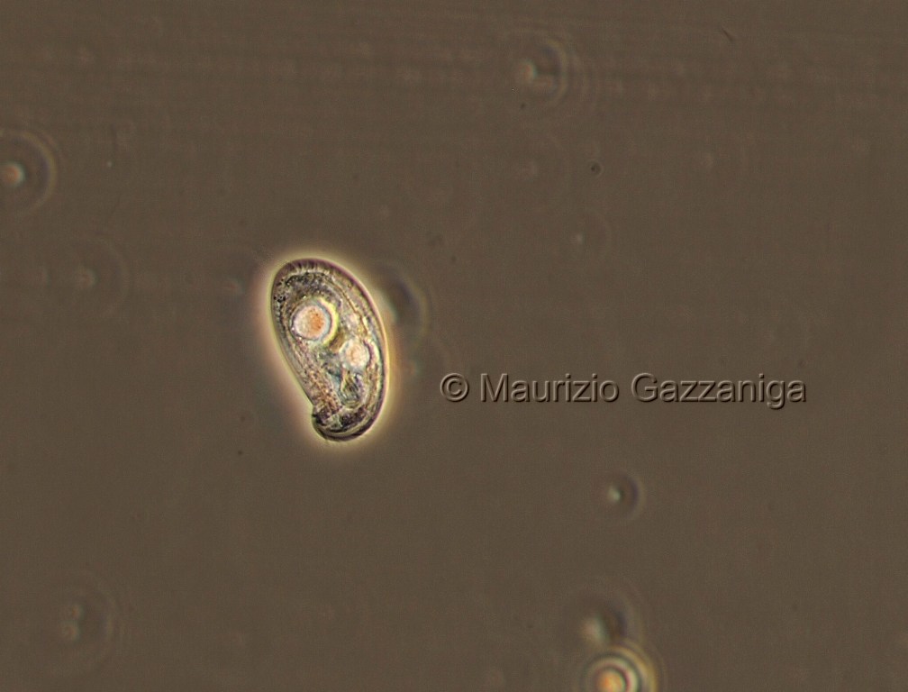 Chilodonella